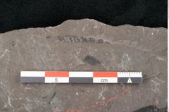 Foto (Detailansicht) von Taeniopteris vittata Brongniart (NHMW-GEO-2024-0188-10485)